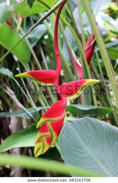 Bec De Perroquet Heliconia Rostrata Stock Photo Edit Now