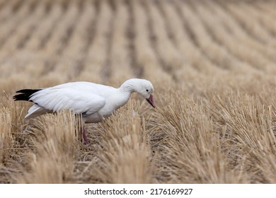 Because of avian influenza, this lovely snow goose will likely die.  It is moving weakly through the rows of stubble in a farm field during spring migration.  
