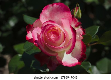 Cherry Parfait Rose High Res Stock Images Shutterstock