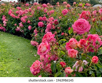 A Bed Of Beautiful Flowering Roses In A Garden Setting.