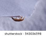 Bed bug Cimex lectularius