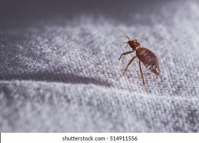 Bed Bug Cimex Lectularius 