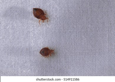 Bed Bug Cimex Lectularius 