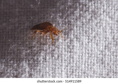 Bed Bug Cimex Lectularius 