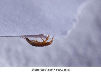 Bed Bug Cimex Lectularius