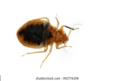 Bed bug Cimex lectularius isolated white 