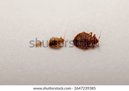 Bed Bug (Cimex lectularius) Life Cycle Stages – Detailed Macro Photography