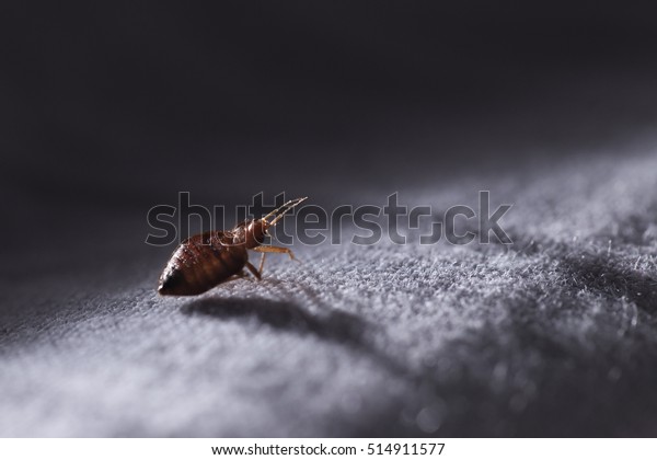 Bed bug\
Cimex lectularius  at night in the\
moonlight
