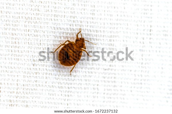 Bed Bug Crawling\
On Bed Extreme  Up Close 