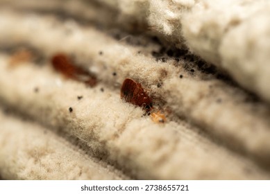 Bed Bug Infestation Close Up