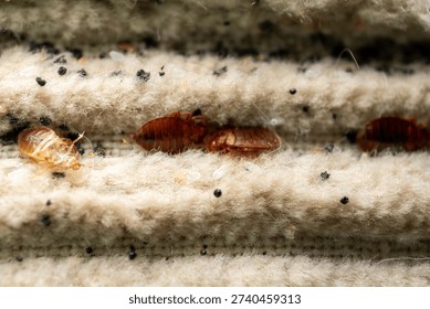 Bed Bug Infestation Close Up