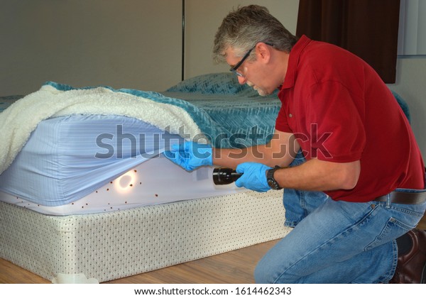 Bed bug infestation extermination service man in\
gloves and safety glasses inspecting infected mattress sheets and\
blanket bedding with a powerful flashlight preparing to exterminate\
the bugs.