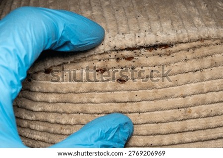 Bed bug infestation removal with gloved hand