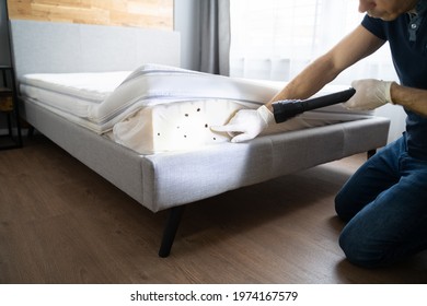 Bed Bug Infestation And Treatment Service. Bugs Extermination - Shutterstock ID 1974167579