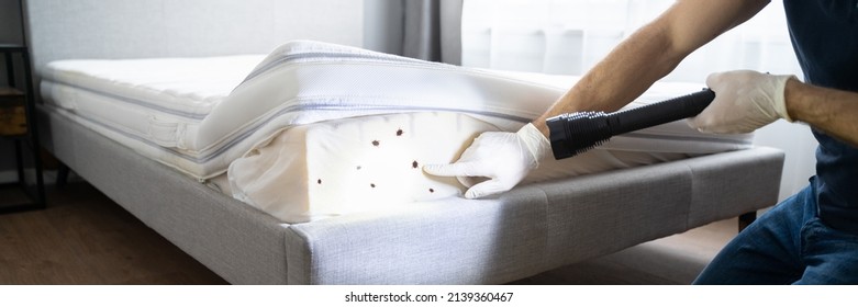 Bed Bug Infestation And Treatment Service. Bugs Extermination - Shutterstock ID 2139360467
