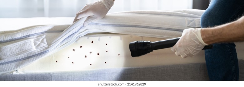 Bed Bug Infestation And Treatment Service. Bugs Extermination - Shutterstock ID 2141762829