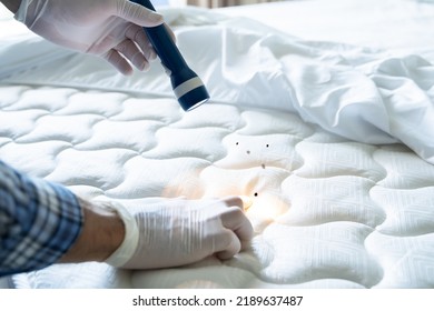 Bed Bug Infestation And Treatment Service. Bugs Extermination - Shutterstock ID 2189637487