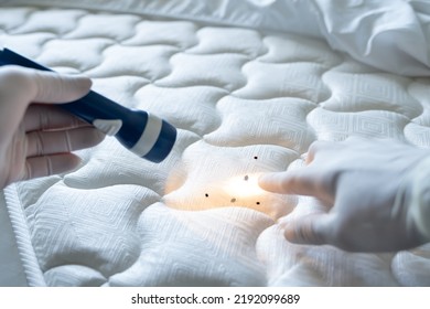 Bed Bug Infestation And Treatment Service. Bugs Extermination - Shutterstock ID 2192099689