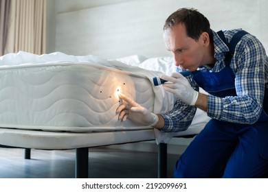 Bed Bug Infestation And Treatment Service. Bugs Extermination - Powered by Shutterstock