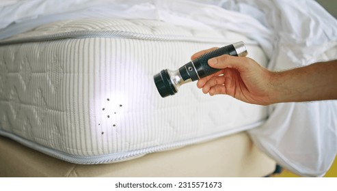 Bed Bug Infestation And Treatment Service. Bugs Extermination