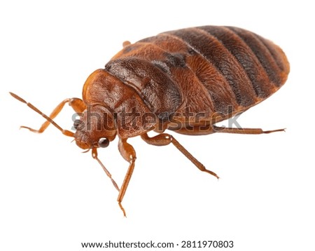 Bed bug isolated on white transparent background.