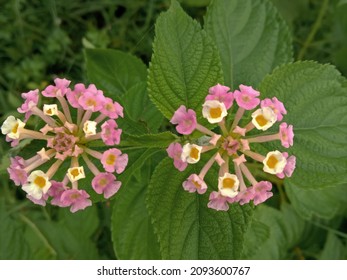 Bed Bug Killer Tree Flowers Bloomed