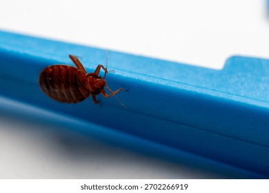 Bed Bug Macro on Plastic Surface