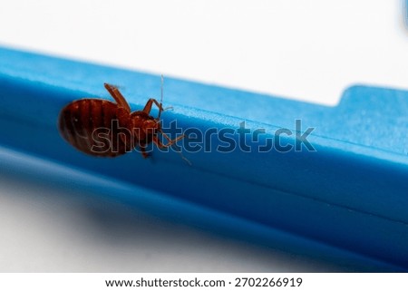 Bed Bug Macro on Plastic Surface