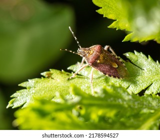 Bed bug on a green leaf in nature. Macro