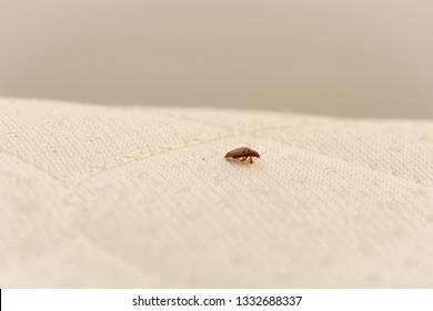 Bed Bug on a Mattress - Shutterstock ID 1332688337