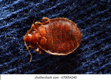 Bed Bug On Pillowcase