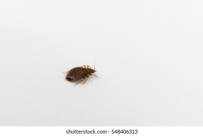 Bed Bug On A Sheet Of Paper