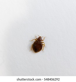 Bed Bug On White Background