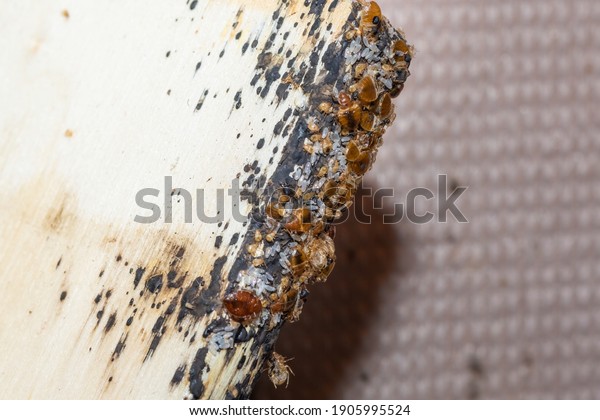 Bed bugs, Bedbug eggs, blood and larvae on a timber\
bed slate