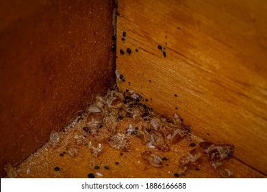 Bed Bugs Found Bottom Wooden Dresser Stock Photo 1886166688 | Shutterstock