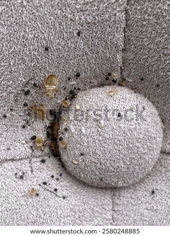 Bed bugs on a button backboard bed