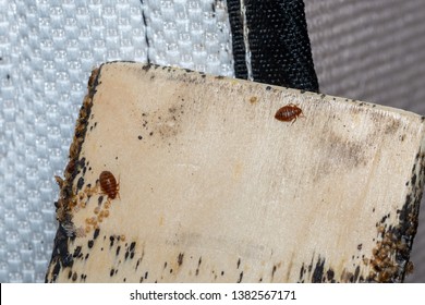 Bed Bugs On Bed Slates