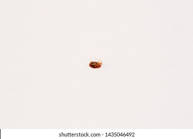 Bed Bugs On White With Rule