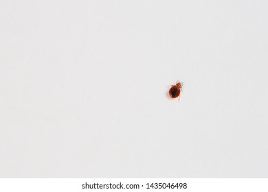 Bed Bugs On White With Rule