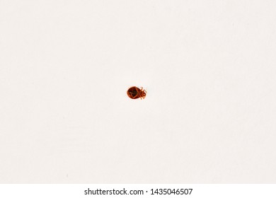 Bed Bugs On White With Rule