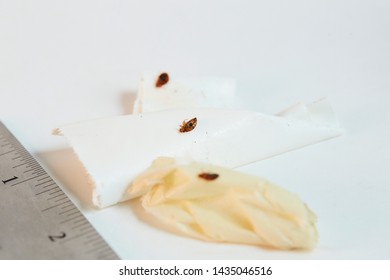 Bed Bugs On White With Rule