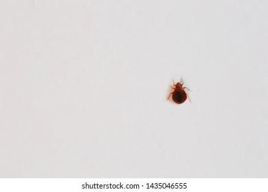 Bed Bugs On White With Rule