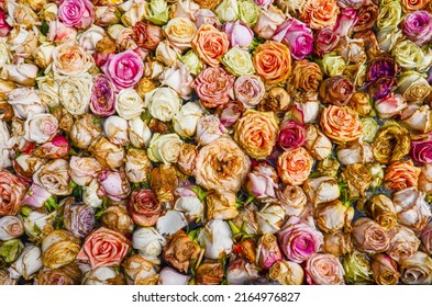 Bed Of Colorful Roses Background. Delicate Withered Flowers Floating On Water For Festival Decoration. Pink, White, Yellow Blossom Roses For Passion And Bridal Celebration. Seamless Floral Wallpaper