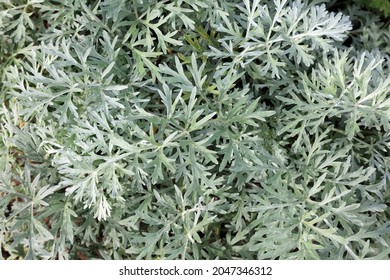 Bed Of Common Wormwood, Derbyshire England
