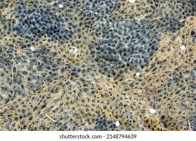 Bed Of Frog Spawn From UK Pond