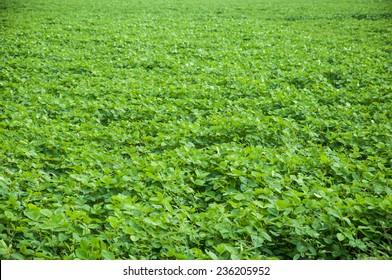 A Bed Of Green Moong Lentil Field In India.