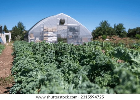 A bed of kale growing in front of a greenhouse with a shallow depth of field.