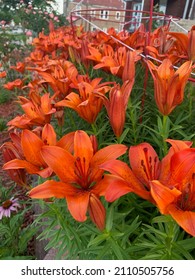 Bed of ornage Asiastic lily flowers in bloom