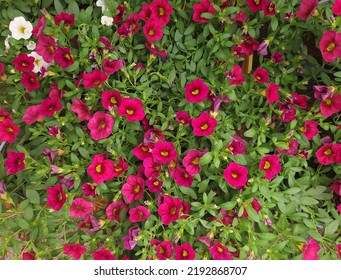 Bed Of Red Petunia Plant Background Close Up