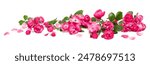 bed of roses, large bunch of colorful pink flowers, buds, petals and leaves loosely spread on a surface, isolated over a white background, love, Valentine